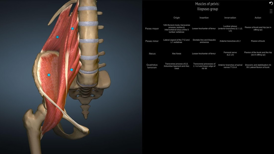 Hình ảnh giải phẫu 3D