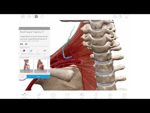 TOP 8 Ứng Dụng Học Giải Phẫu 3D Tuyệt Vời Nhất Trên Điện Thoại