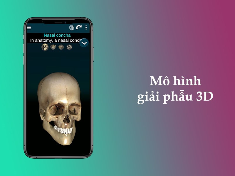  M&ocirc; h&igrave;nh giải phẫu 3D