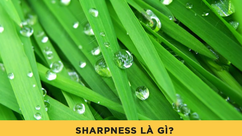 Sharpness - Yếu tố quan trọng của một bức ảnh