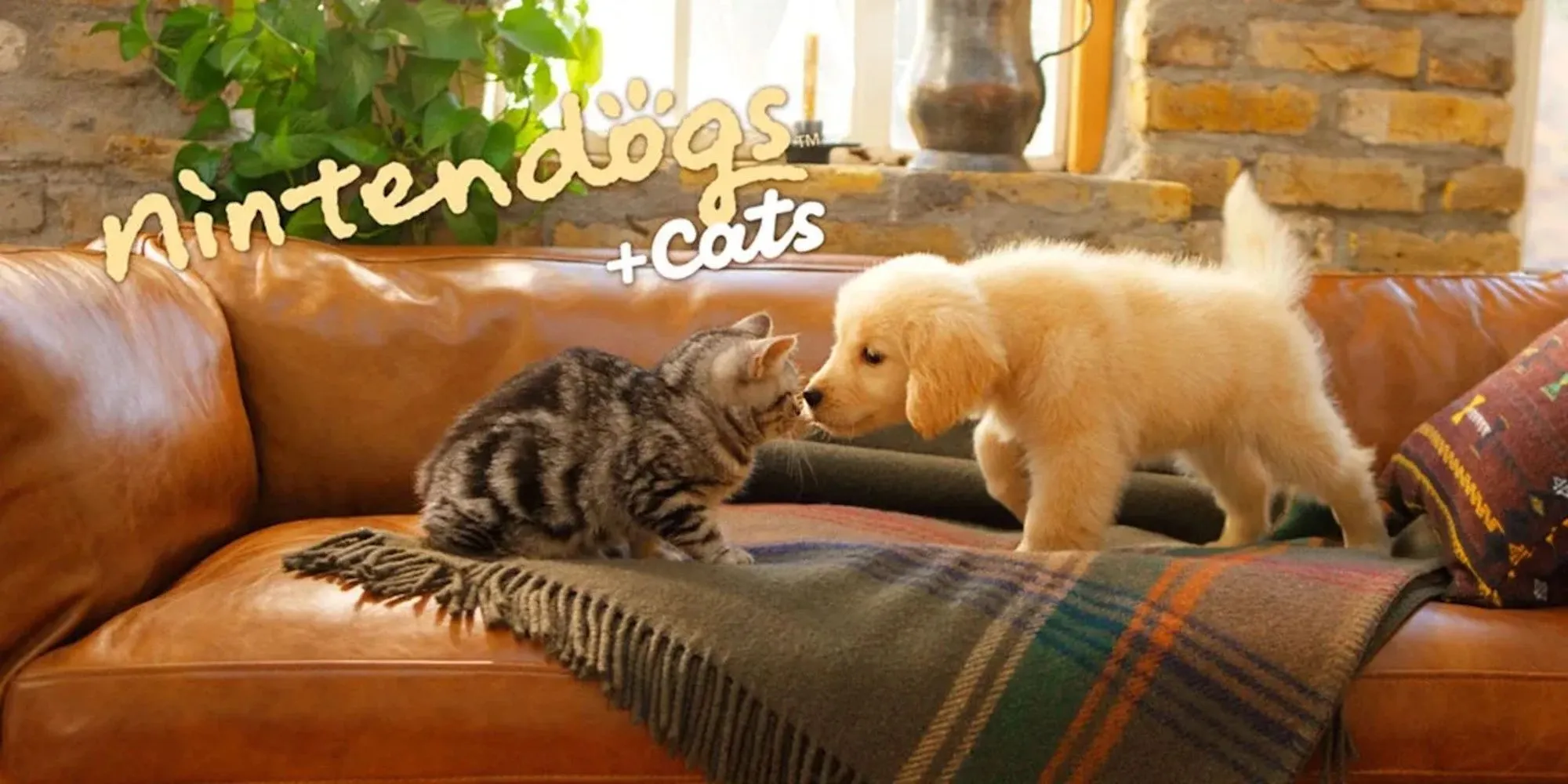 Một chú chó đáng yêu trong game Nintendogs + Cats trên Nintendo 3DS, cần được chăm sóc vệ sinh